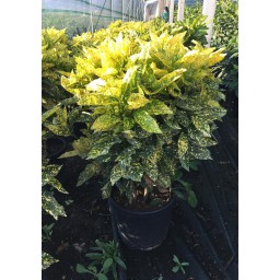 Japán babérsom Crotonifolia Gold