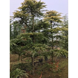 Himalájai cédrus Aurea Bonsai