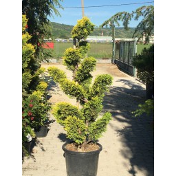 Leylandi ciprus Gold Rider bonsai