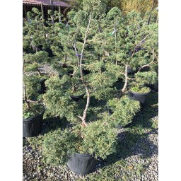 Arany kínai boróka bonsai