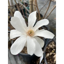 Fehér virágú magnólia