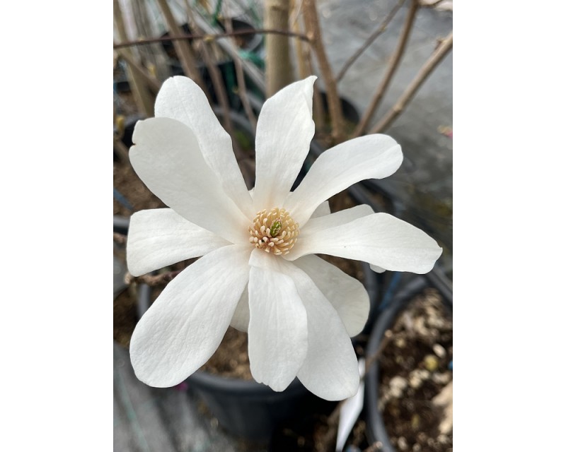 Fehér virágú magnólia