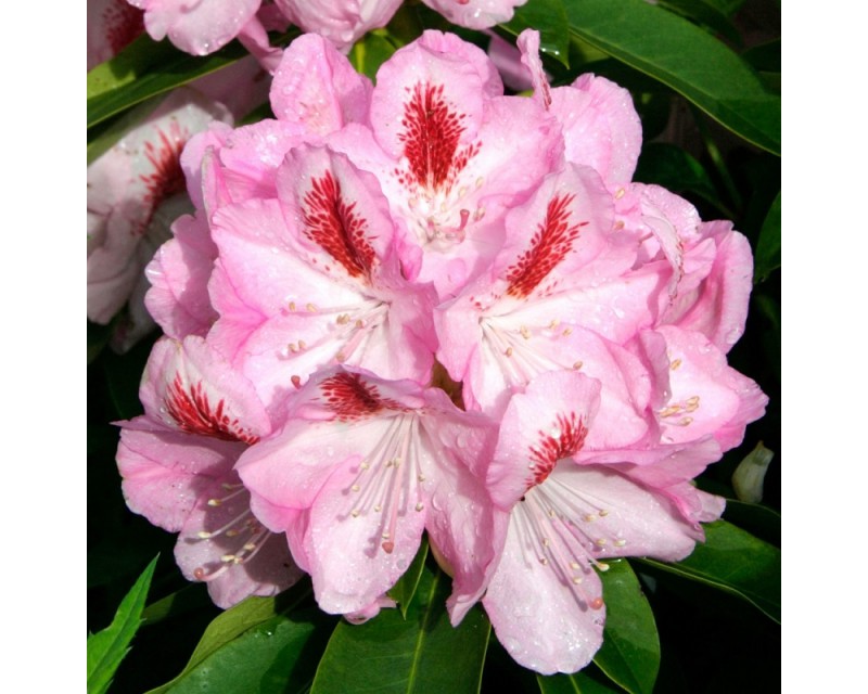 Rhododendron Furnivall's Daughter