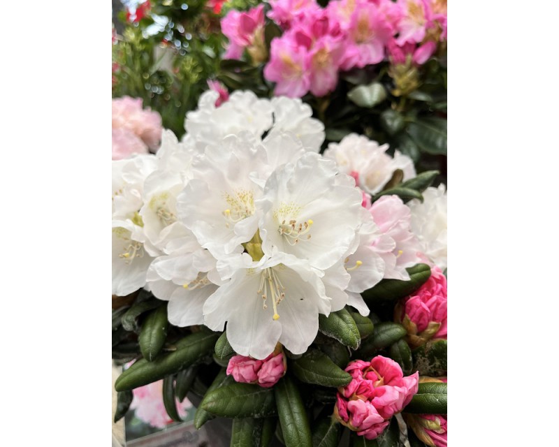 Rhododendron Koichiro Wada