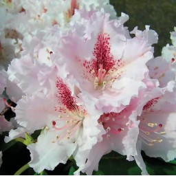 Rhododendron Le Progres