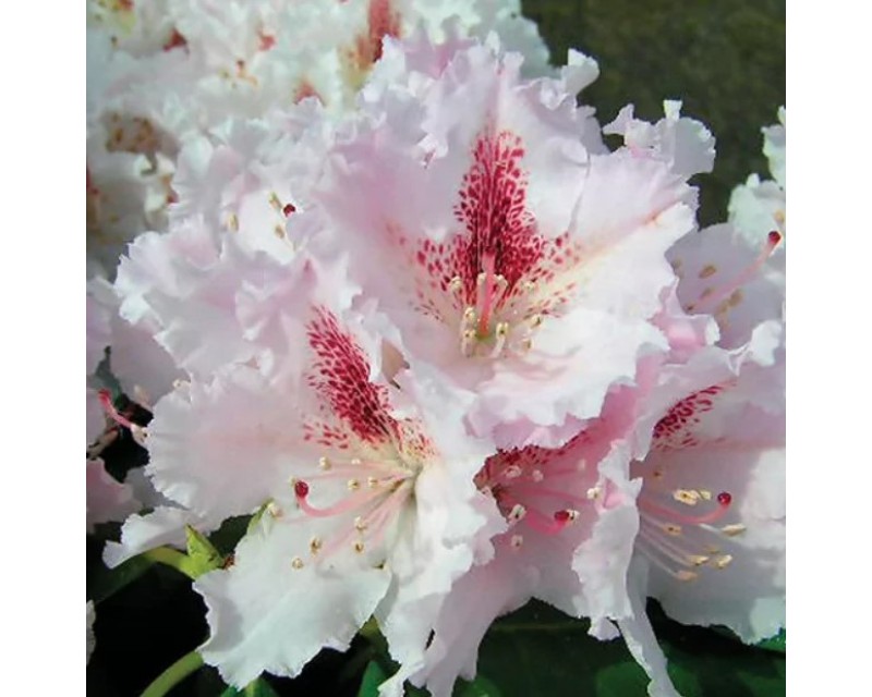 Rhododendron Le Progres