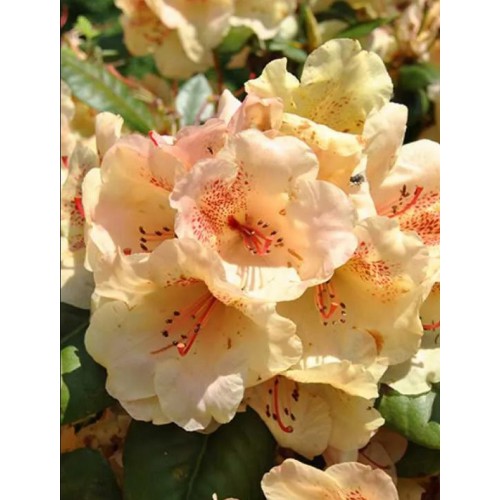 Rhododendron Viscy